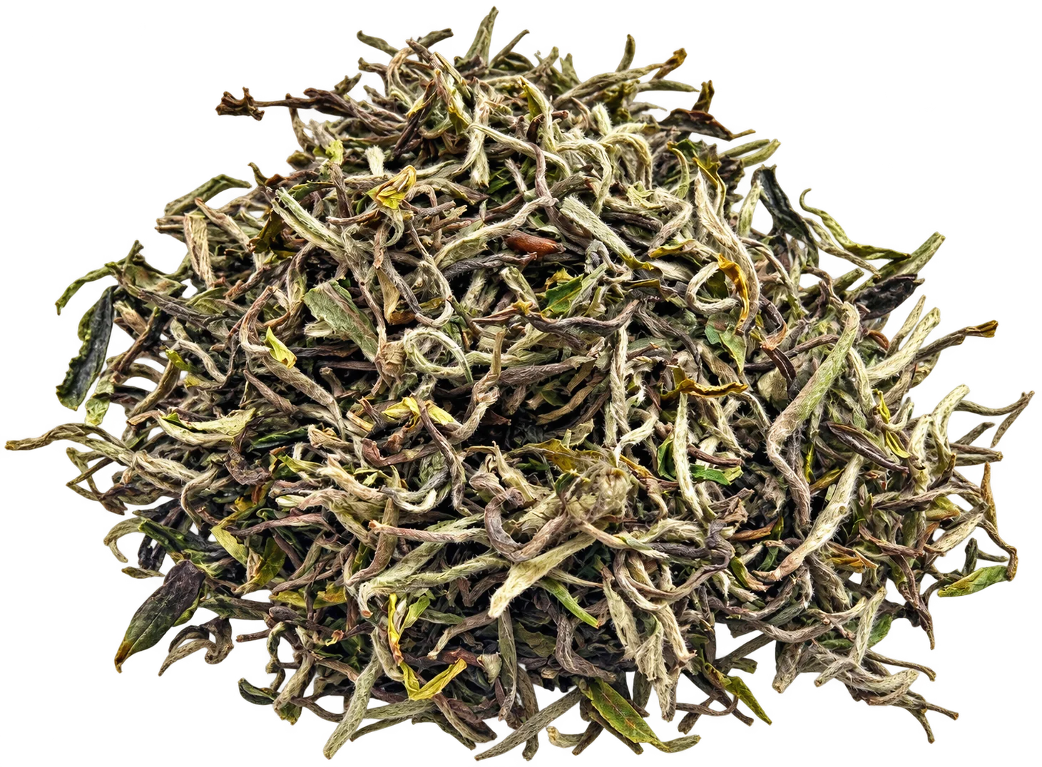 Loose open leaves of White Tea