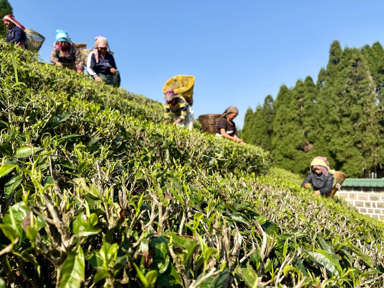 Tea rows across the Gorkha Tea Estate hillside in Ilam