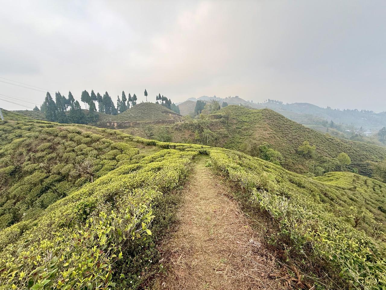 Green tea fields at Gorkha Tea Estate in Ilam