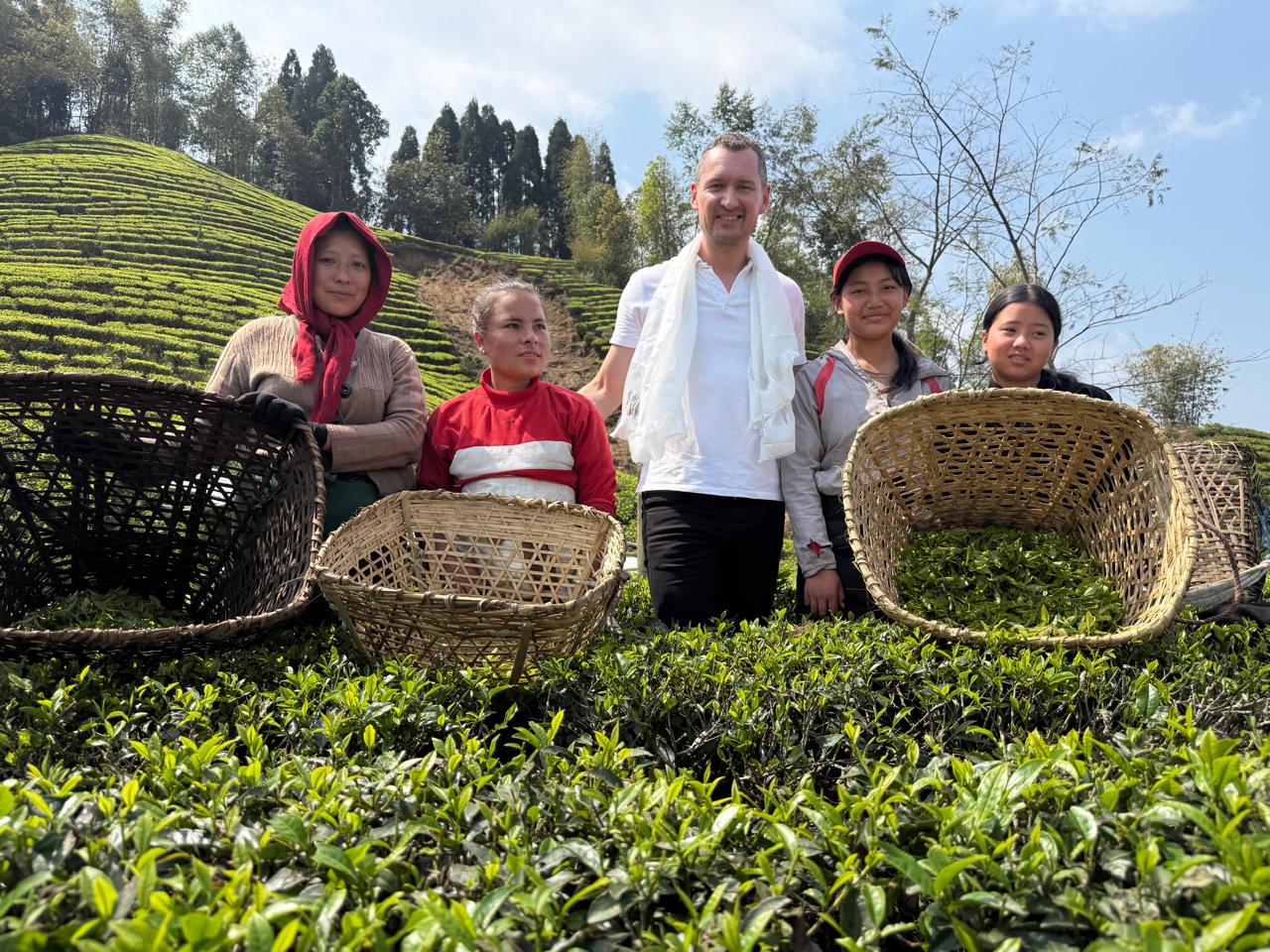 Tea picker carefully selecting fresh leaves