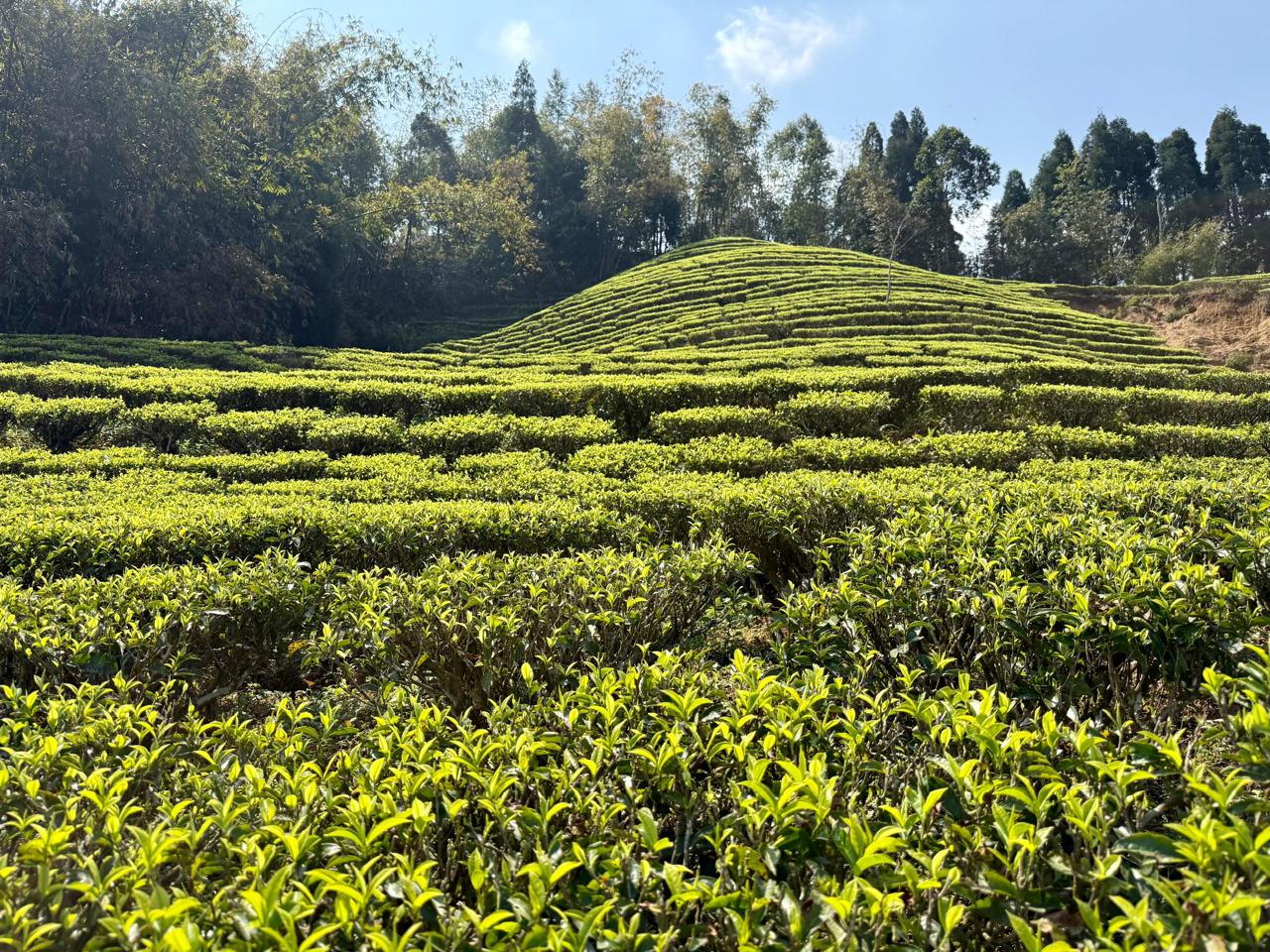 Tea fields in Ilam